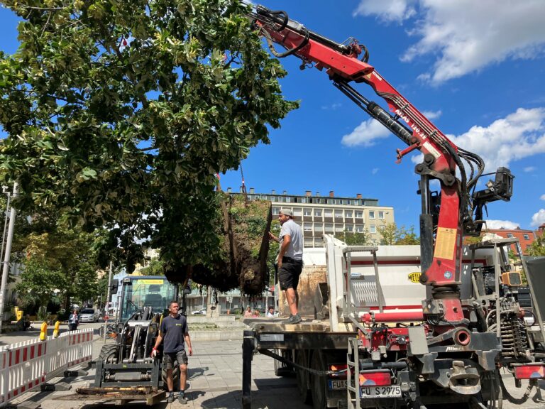 Standortwechsel von Bäumen für die Stadt Nürnberg - Aufseßplatz